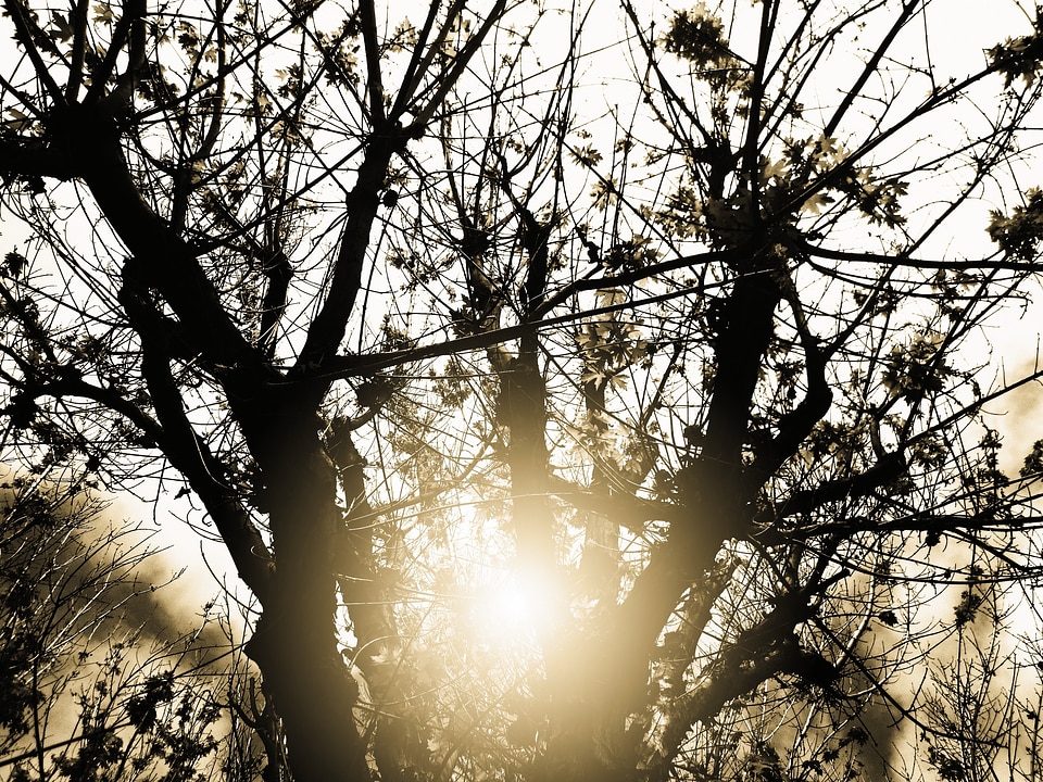 Leave branches nature