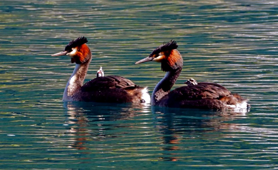 Australasian crested grebe (Podiceps cristatus)