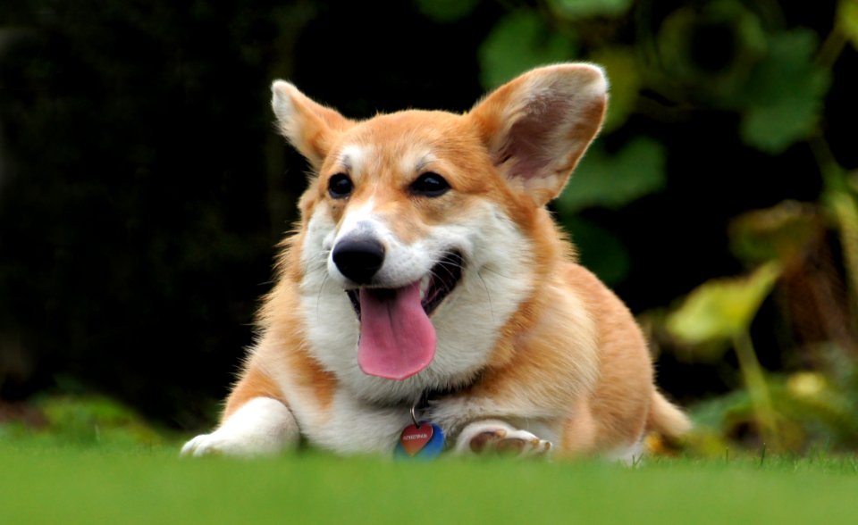 Pembroke Welsh Corgi.