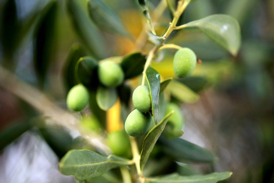 Les fruits du Midi.