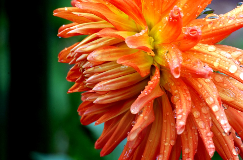 Tui Tangrine.Dahlia.