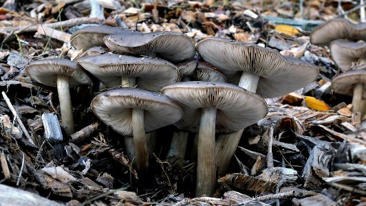 Entoloma haastii.