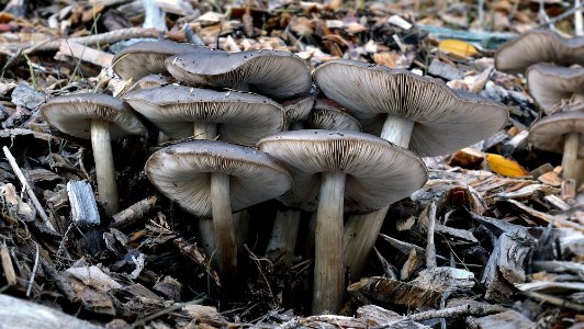 Entoloma haastii. photo