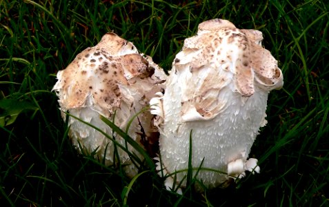 Shaggy inkcaps photo