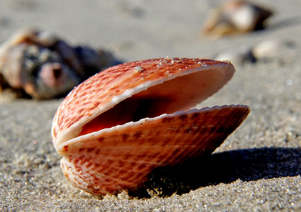 Cockle (bivalve) photo