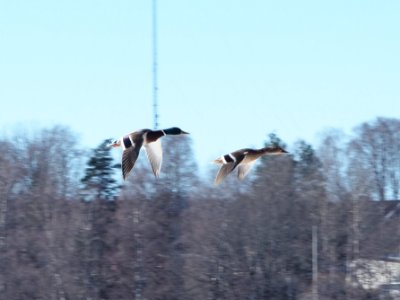 Änder över Filipstad photo