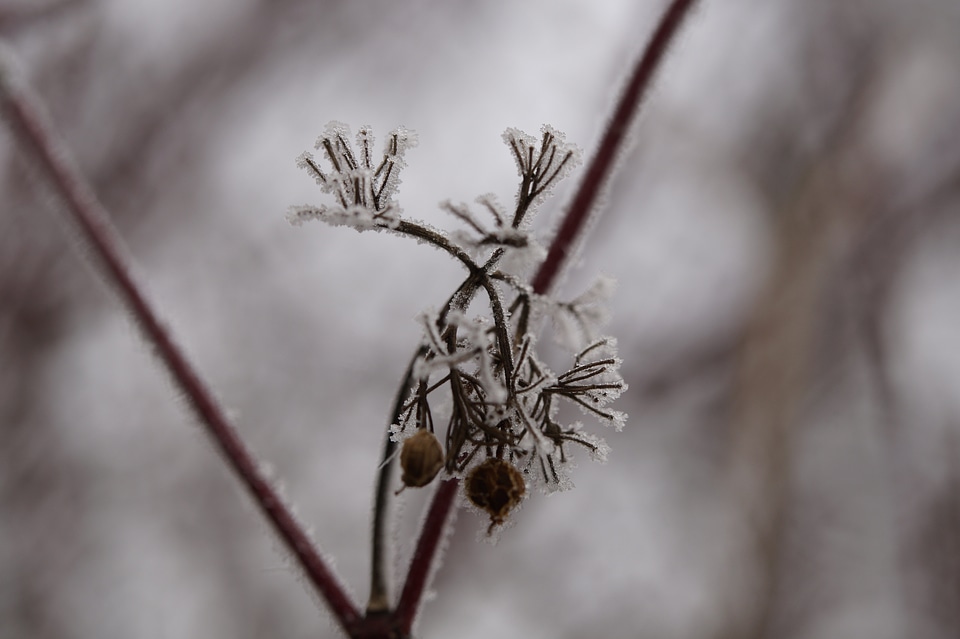 Hoarfrost pine needles winter