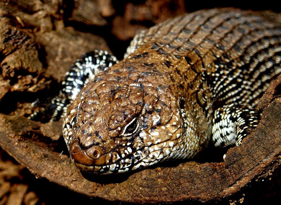 Cunningham's Skink