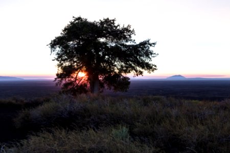 Sunrise through the tree on Inferno Cone photo