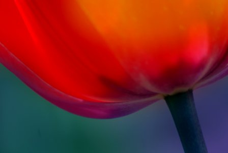 Tulip abstract.