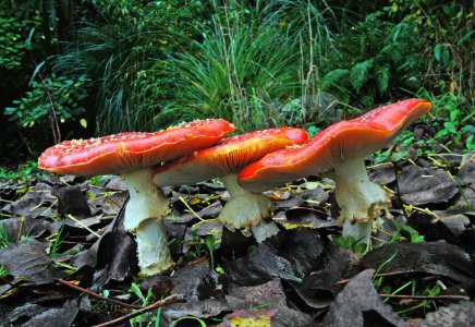 Amanita muscaria (Fly agric)