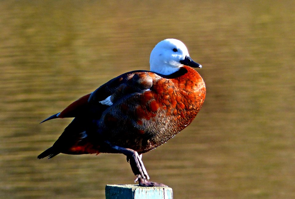 Female Shell Duck.NZ