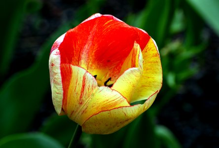Tulip