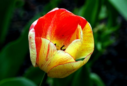 Tulip photo