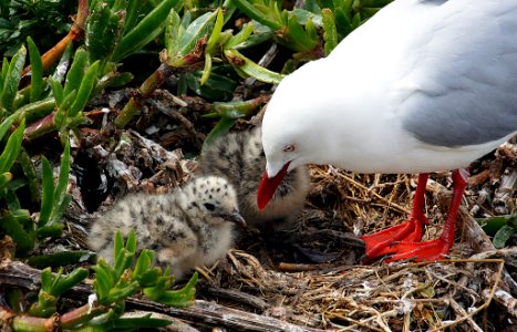 Red Billed Gull And Chick photo