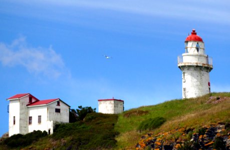 Taiaroa Head Lighthouse Otago Peninsula photo