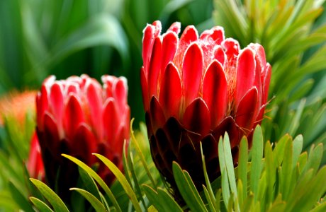 Proteas