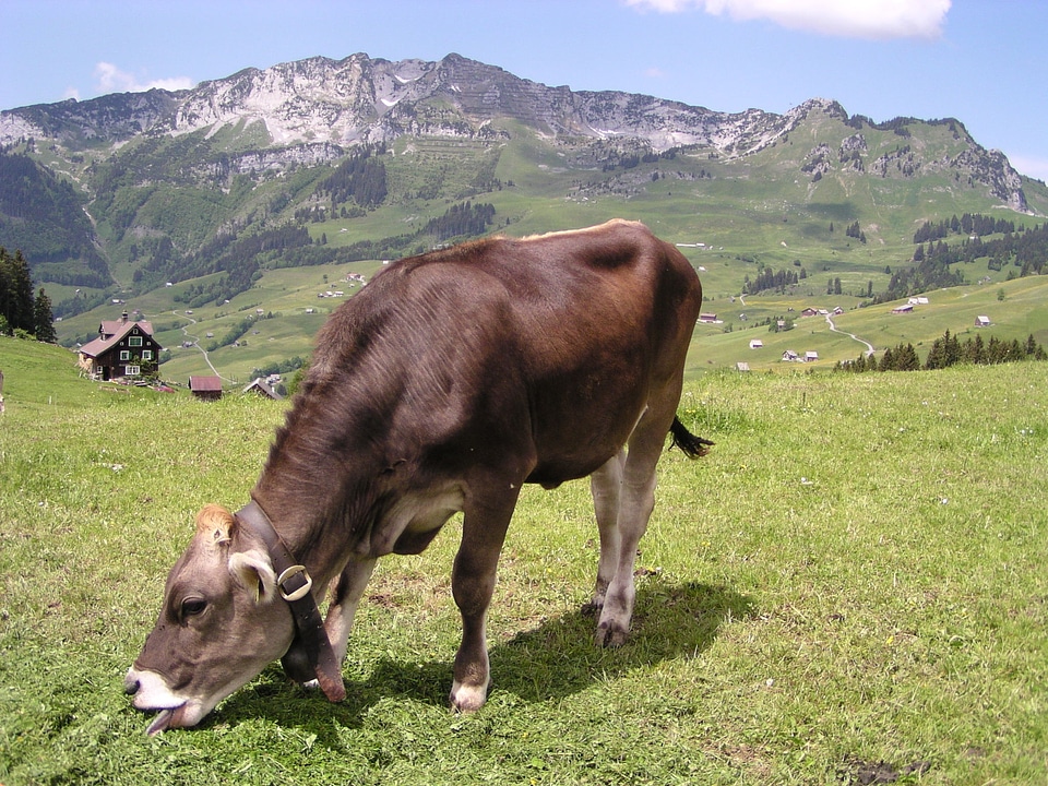 Mountains agriculture nature