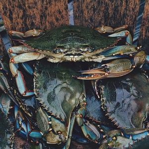 Animal marine nature