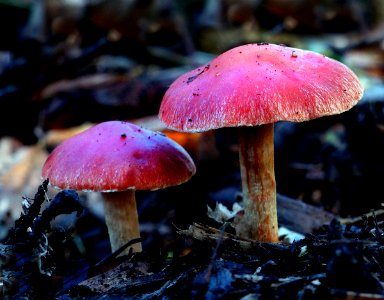 Leratiomyces ceres (Redlead Roundhead)