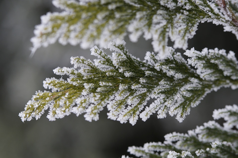 Hoarfrost pine needles winter