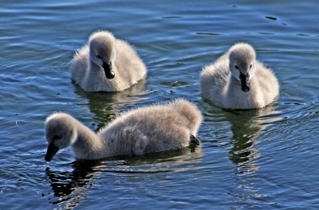 Cygnets.Black Swans. photo