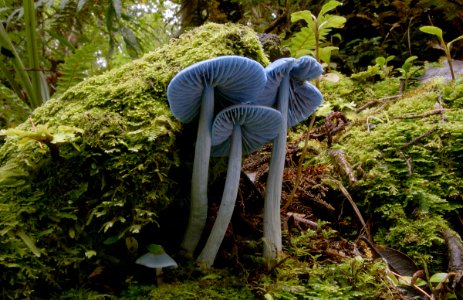 Entoloma hochstetteri
