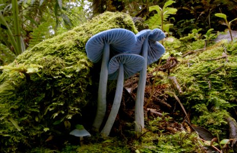 Entoloma hochstetteri photo