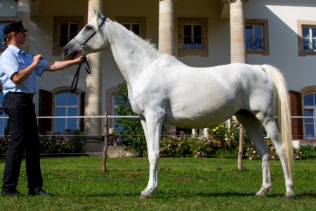 Dukna OS174146