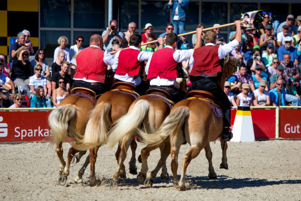 02Haflinger 20161682