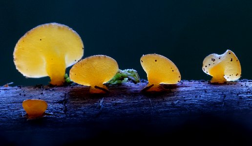 Jelly Fungi. photo