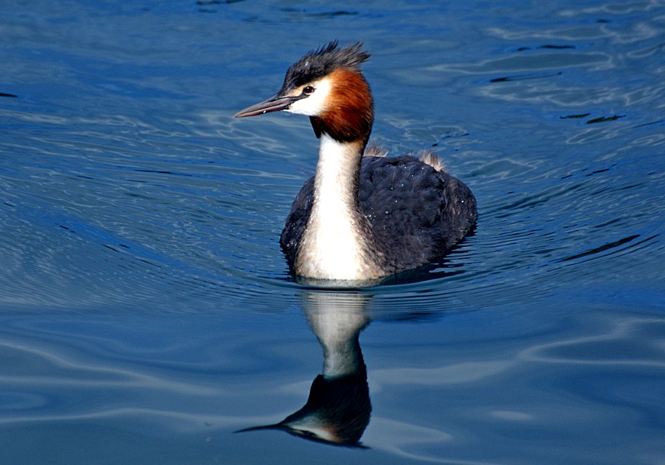 Australasian crested grebe photo