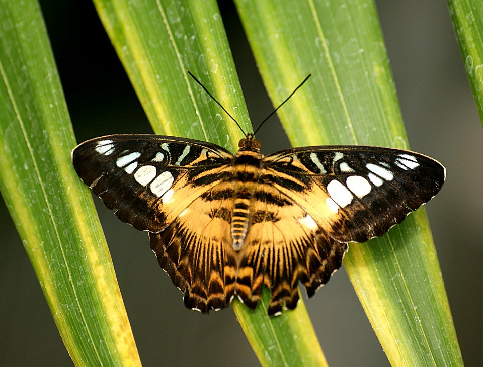 Cilpper Parthenos Sylvia