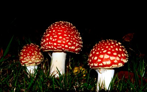 Fly Agaric photo