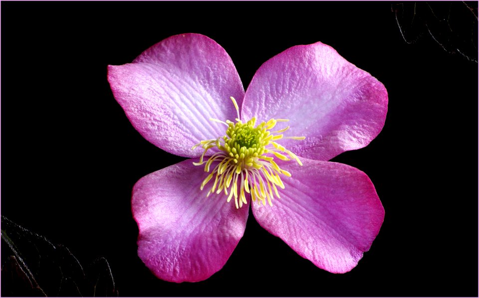Clematis Montana Elizabeth