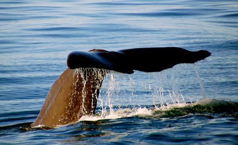 Whale fluke. photo