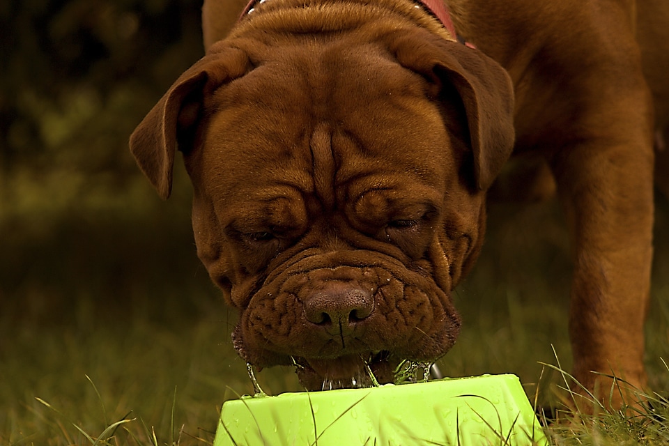Dogue background bulldog