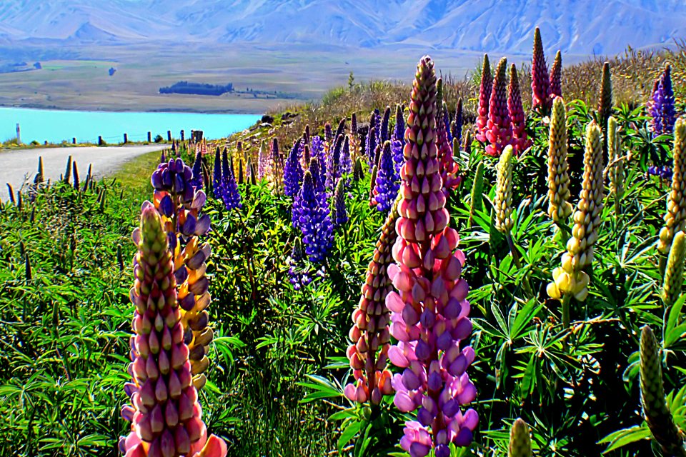 Among the lupins. photo