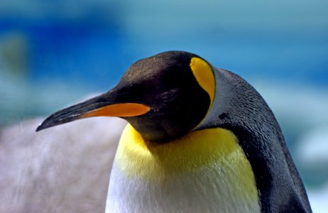 King Penguin. photo