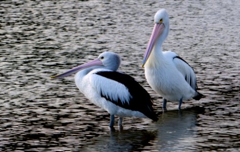 Pelicans x2 photo