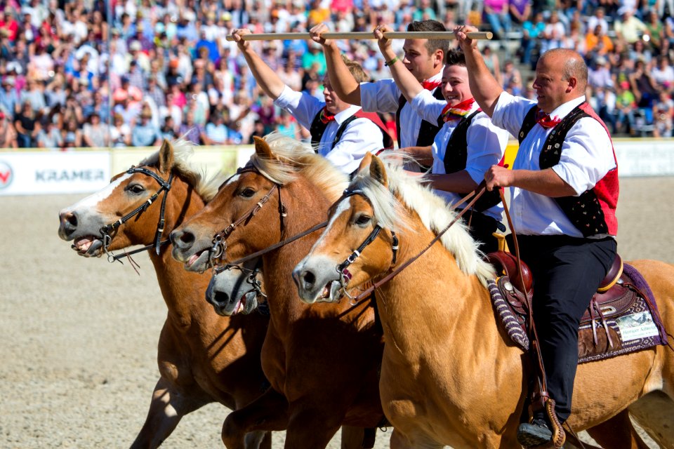 02Haflinger 20161710