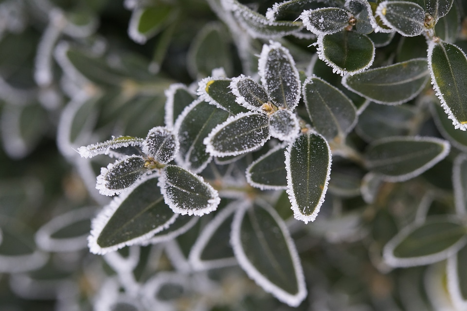 Icy hoarfrost winter