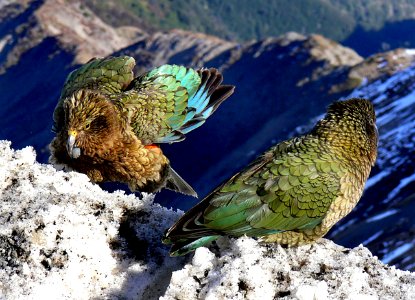 The Kea (13)