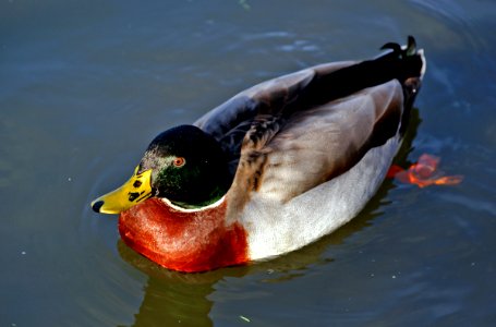 Male mallard duck. photo