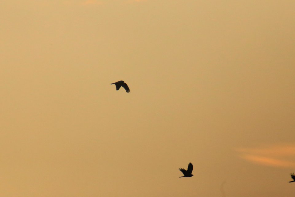 IMG 4373