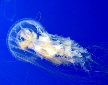 Monterey Aquarium. Jelly Fish