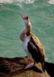 Spotted shag. (14) photo