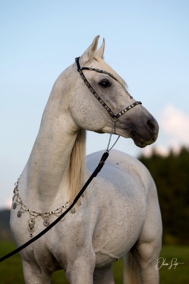 Dschandru OS170663