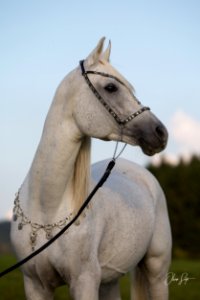 Dschandru OS170663