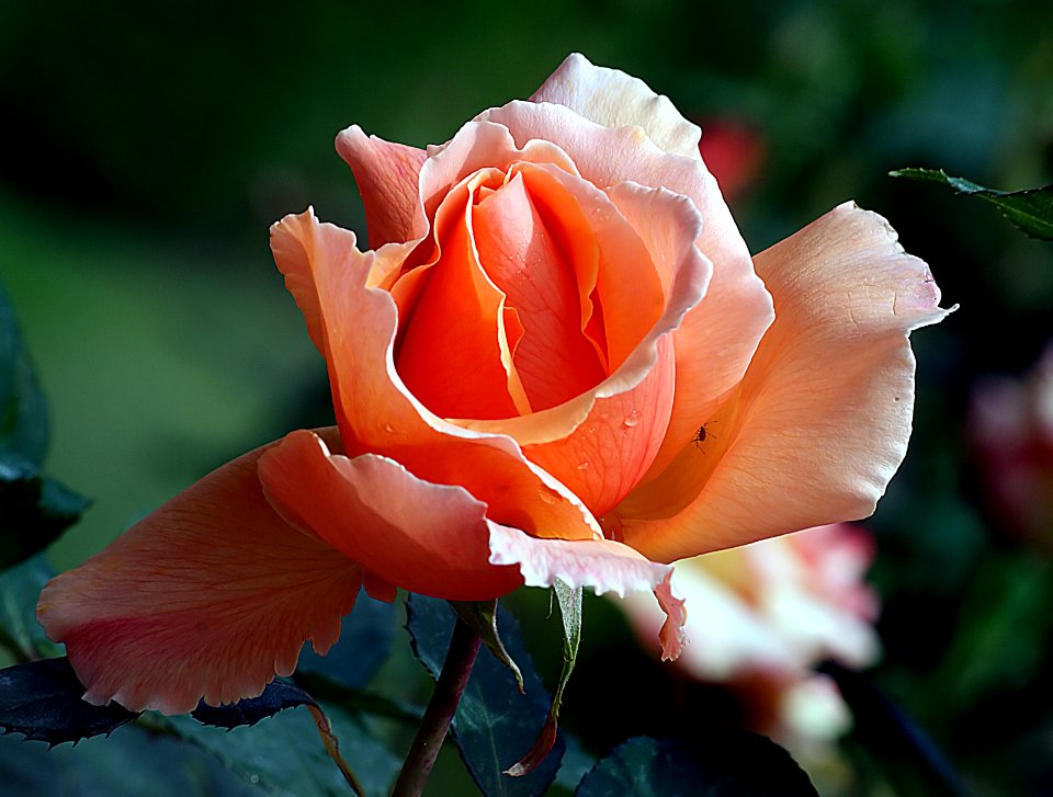 Just Joey. Rose.